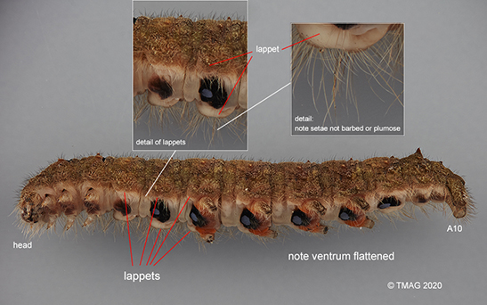 Lasiocampidae lappets
