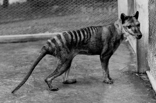 Thylacine at Beaumaris Zoo