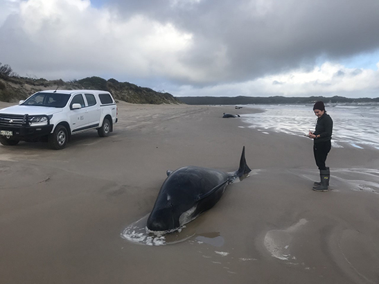 Kirrily on beach with whale
