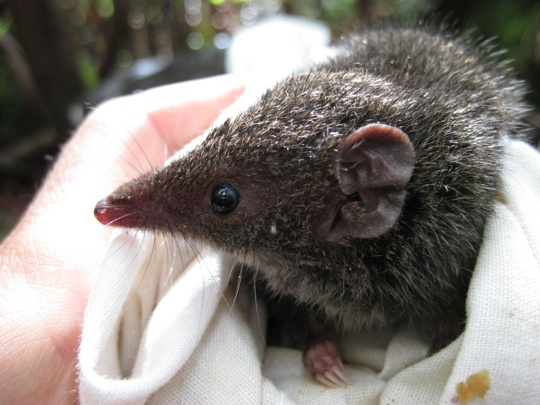A_Dusky_Antechinus_just_prior_to_release_in_the_Wellington_Ranges_-_web_copy